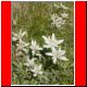 np-haute-route 2003_080.html